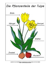 Teile-der-Tulpe-beschriftet.pdf